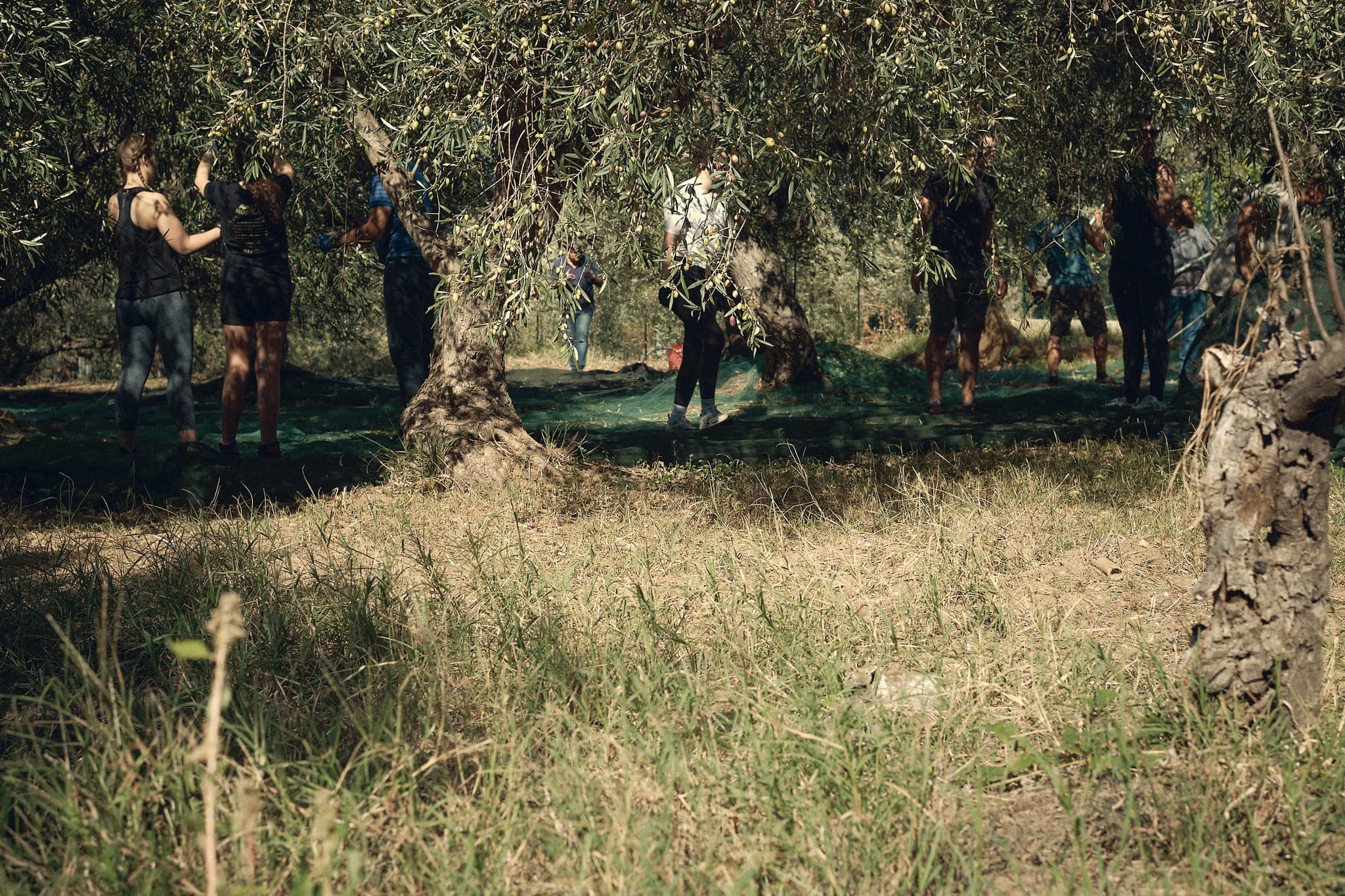 All hands on deck in Calamona - @finestfiasco
