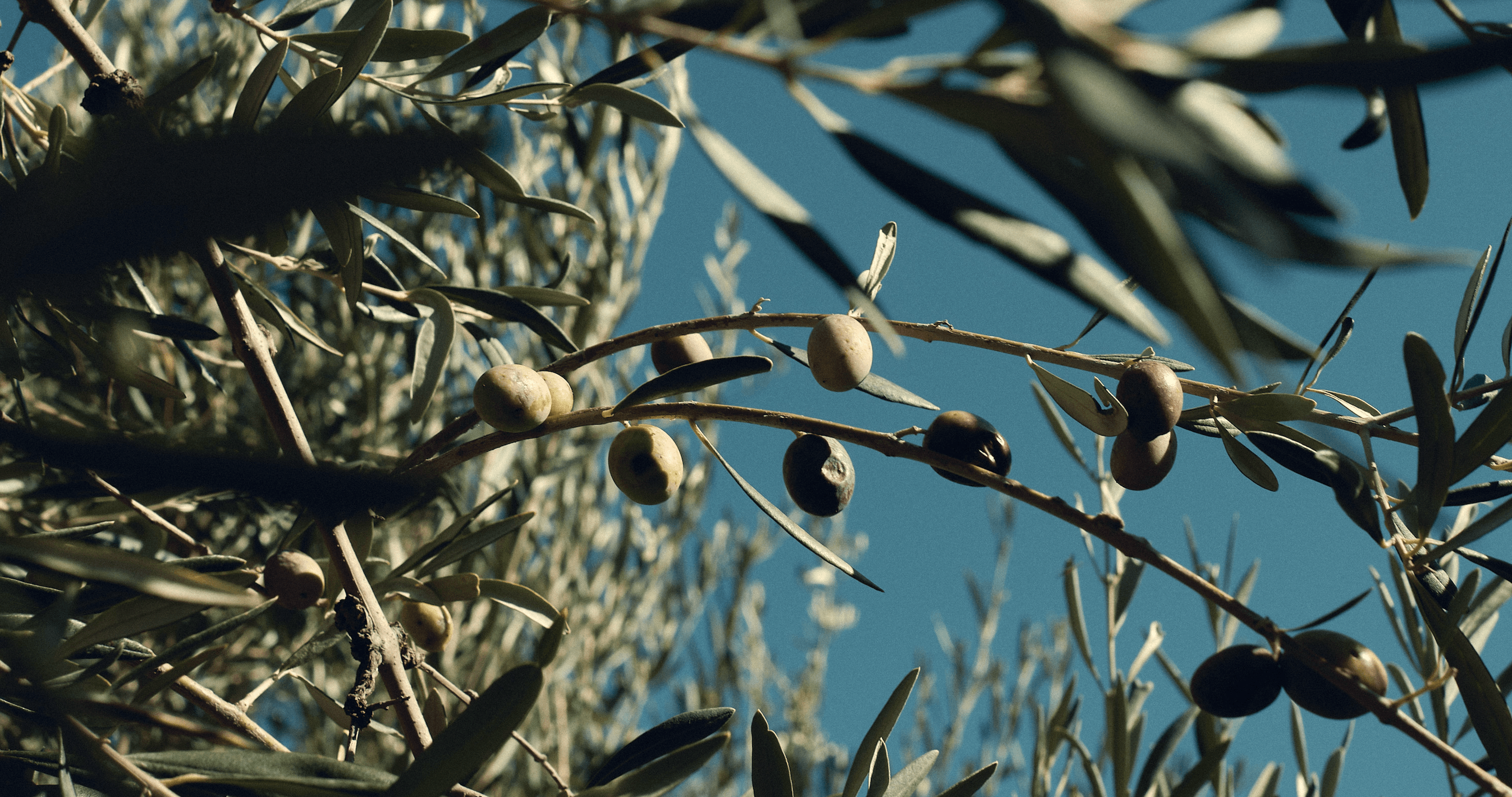 Sicilian Bytes